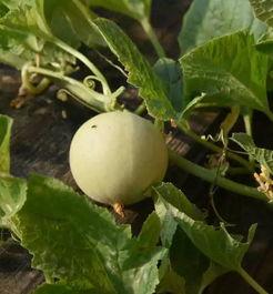 甜瓜概念爆料视频下载大全,一网打尽热门内容