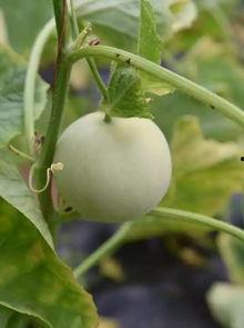 甜瓜乐园最新版大爆料,全新玩法与惊喜等你探索