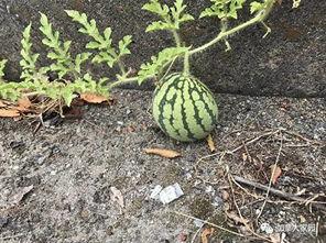 网红第一手吃瓜