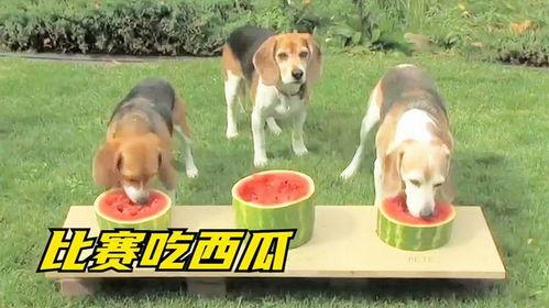 娱乐吃瓜菌小狗,揭秘娱乐圈那些不为人知的幕后故事